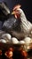 Nurturing scene: Silver hen carefully lays on her clutch of eggs.