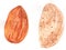 Nut almonds. In the shell and purified kernel. Hand drawing watercolor