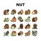 Nut Delicious Natural Nutrition Icons Set Vector