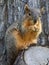 Nut eating Squirrel