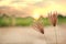 Nut grass, cocograss, against sunlight in sunset landscape blurred background