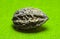 Nut of Manchurian walnut on green tint macro