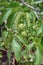 Nut tree on the branches of which grow young green nuts