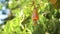 Nut Tree Cashew Growing Nuts. Busuanga, Palawan, Philippines.