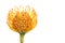 Nutan flower, Catherine-wheel Leucospermum, Catherine`s Pincushion.Ranunculus. One orange isolated flower at a white background