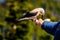 A Nutcracker bird eating from a person`s hand