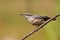 Nuthatch