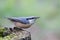 Nuthatch