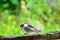 Nuthatch