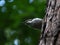 Nuthatch