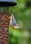 Nuthatch on bird feeder