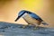 Nuthatch bird in natural habitat (sitta europaea)