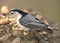 Nuthatch With Bird Seed