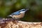 Nuthatch bird (sitta europaea)