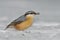 Nuthatch bird (sitta europaea)