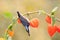 Nuthatch bird sitting on a beautiful branch of physalis