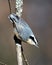 Nuthatch bird stock photos. Nuthatch close-up profile view perched on a tree branch in its environment and habitat with a blur