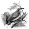 Nuthatch bird vintage illustration