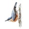 Nuthatch bird watercolor illustration. Hand drawn realistic wildlife forest animal. Nuthatch sit on the tree element