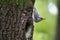 Nuthatch characteristically bends when stop to look around. Passerine bird Sitta europaea on green background