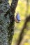 Nuthatch clinging to a tree