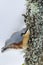 Nuthatch clinging to a trunk