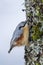 Nuthatch clinging to a trunk