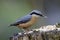 Nuthatch collecting and caching food at a woodland feeding site