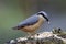 Nuthatch collecting and caching food at a woodland feeding site