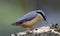 Nuthatch collecting and caching food at a woodland feeding site