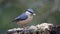 Nuthatch collecting and caching food at a woodland feeding site