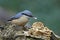 Nuthatch collecting and caching food at a woodland feeding site