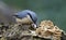 Nuthatch collecting and caching food at a woodland feeding site