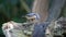 Nuthatch collecting seeds at a woodland feeding site