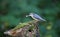 Nuthatch collecting seeds at a woodland feeding site