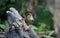 Nuthatch collecting seeds at a woodland feeding site