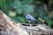 Nuthatch collecting seeds at a woodland feeding site