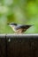 Nuthatch eating seed