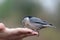 Nuthatch eating from someone`s hand