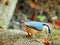Nuthatch eating sunflower seed