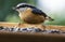 Nuthatch feeding millet sunflower on fodder rack