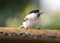 Nuthatch feeding millet sunflower on fodder rack