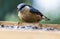 Nuthatch feeding millet sunflower on fodder rack