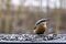 Nuthatch feeding millet sunflower on fodder rack