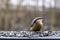 Nuthatch feeding millet sunflower on fodder rack