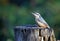 A nuthatch foraging for food in the woods