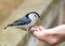 Nuthatch In Hand