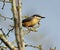 Nuthatch looking out from hawthorn tree