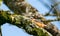 A Nuthatch looks down from a mossy branch