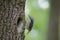 Nuthatch looks on his nest in hollow of the oak. Bird family at European spring forest